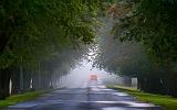 Tree-Lined Lane_20331